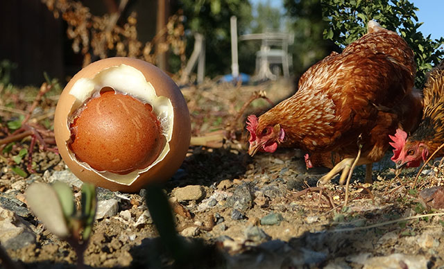 Yumurtanın içinden bir yumurta daha